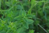 Как дегтярное мыло поможет от вредителей на участке: советы дачникам