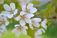 Работы на даче в апреле: 5 обязательных дел в саду и огороде, о которых нельзя забыть 