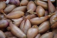 У продвинутых дачников всегда большой урожай лука, а лук вырастает сочный и крупный: простые советы