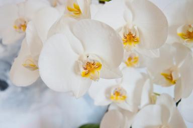 3 простых действия, которые заставят вашу орхидею постоянно цвести