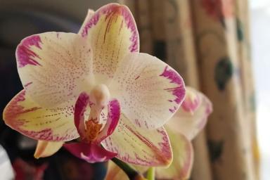 Полейте орхидею лимонной водой: на следующие сутки вы не узнаете цветок  