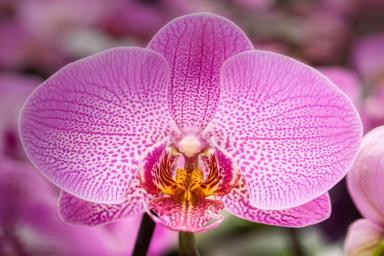 У орхидеи опали почти все листья: есть шанс реанимировать растение без особых хлопот