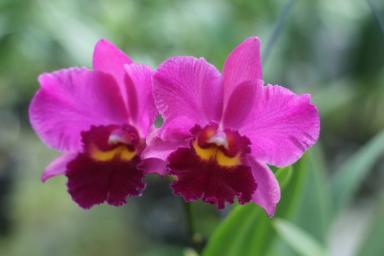 2 секретные подкормки для орхидей, которые точно работают: зацветут пышнее прежнего 
