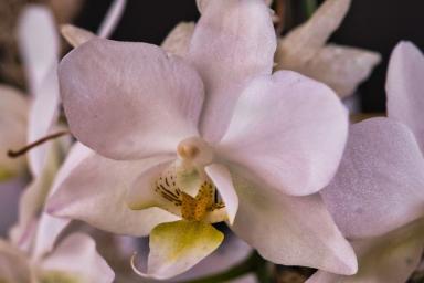 От этой подкормки орхидея хорошеет на глазах: и корни нарастают, и пышно цветёт