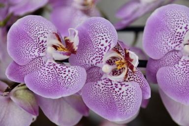 Как часто нужно поливать орхидею: грубая ошибка, которую допускают неопытные хозяйки