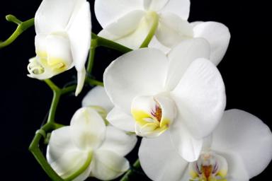 Выпустит новые цветоносы и оживит корни: чем поливают орхидею продвинутые хозяйки