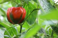 Что любит рассада перца после всходов: 3 дела, которые определяют урожайность 