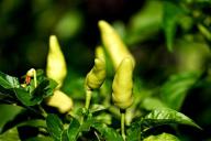 Если семена не взошли: 2 наиболее вероятные причины