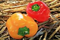 Удалять цветы или оставить: как правильно поступить, если рассада перца рано зацвела