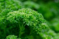 От чего петрушка желтеет на грядке, мелкая и неароматная: ищите причины среди этих трёх