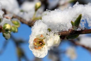 Яблоня Цветы Снег