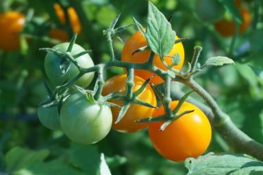 Чего не хватает томатам, если у рассады фиолетовые или жёлтые листья и стебли: подсказка дачникам