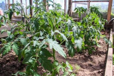 Что добавить в лунку при посадке томатов и перца: урожаю будут завидовать все соседи по даче