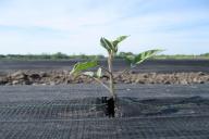 9 опасностей при пересадке рассады, о которых забывают дачники