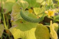 Секреты толстенькой и коренастой рассады: 3 ценных совета из советского журнала