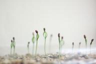 Три случая, при которых нужно прекратить удобрять рассаду: будет только хуже