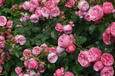 Что нужно сделать с розами весной, чтобы они порадовали пышным цветом