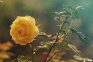 Опасное соседство: что категорически нельзя высаживать с розами