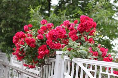 2 секрета нужно знать, чтобы вырастить роскошные пышные розы: соседки рты откроют от красоты