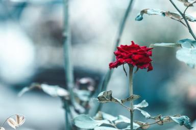 Как весной спасти чахлую розу, которая вымерзла до земли: чтобы выгнала побеги и пышно окустилась