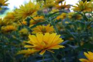 Садоводство весной: 5 лучших растений для начинающих