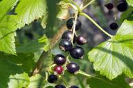 Все кусты смородины моментально погибнут, если продолжите совершать эти 3 частые ошибки