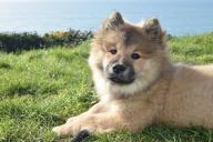 Заводить собаку или нет? Плюсы и минусы её содержания