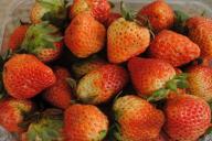 Что сделать с клубникой в марте, чтобы собрать богатый урожай сочных и крупных ягод