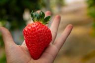 Одна столовая ложка удобрения улучшает вкусовые качества и количество ягод клубники в несколько раз: секрет огородников