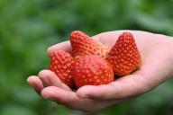 Сколько таблеток нужно под клубнику в мае, чтобы урожая было не сосчитать