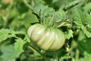 Крупные и сладкие томаты завяжутся на всех кустах, если таким способом поливать помидоры