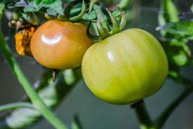 Чтобы рассада томатов росла упитанной, учтите 3 «золотых» правила ухода за сеянцами