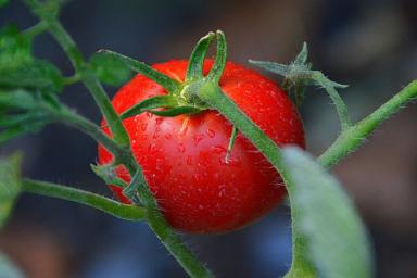 Высадка помидоров лежачим способом: в чем заключается суть метода