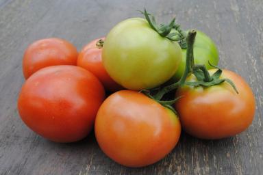 На месяц раньше, чем у соседей: две хитрости дают обильный урожай сочных томатов в 95%