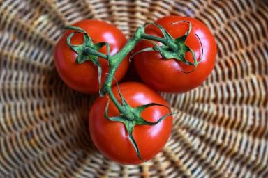2 легендарных сорта томатов родом из СССР: с мясистой мякотью и настоящим помидорным вкусом