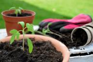 Первая и самая важная подкормка для рассады: нужна талая вода и 1 ложка секретного ингредиента