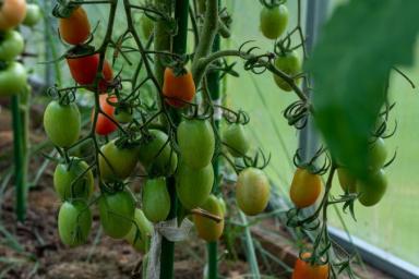 2 сорта томатов, которые растут на кустах огромными гроздьями: завалят урожаем
