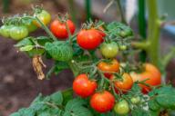 Не тратьте время: 5 глупостей на даче весной, которые лишают урожая