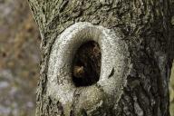 Дерево Дупло