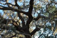 ТОП-5 самых высоких деревьев на планете