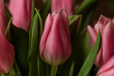 Как поступить с тюльпанами после цветения, чтобы они не переродились