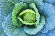 Все соседи завидуют: всего 1 приём весной и гигантский урожай капусты обеспечен в 90 %