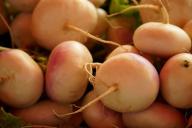 Секреты крупной редиски размером с яйцо: где чаще всего ошибаются огородники