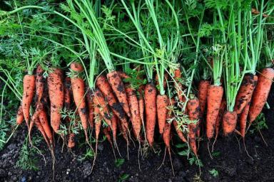 Чем посыпать грядки для посева моркови, чтобы выросли крупные корнеплоды: хитрость дачников