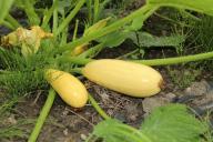 Никогда не сажайте эти растения на одно и то же место: досадные ошибки дачников