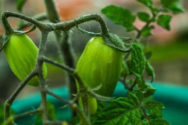 Что делать, если листья томатов скручиваются лодочкой: как помочь растениям на грядке