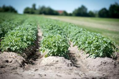 Как спасти картошку от колорадского жука: действенные способы для садоводов