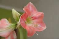 Как в 5 шагов заставить амариллис цвести 3 раза за год: нехитрый способ