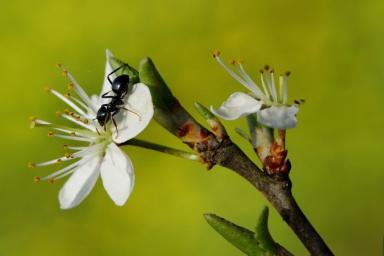Дачная хитрость, чтобы защитить плодовые деревья от муравьев: без вреда для урожая