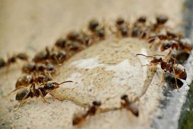 ants 
